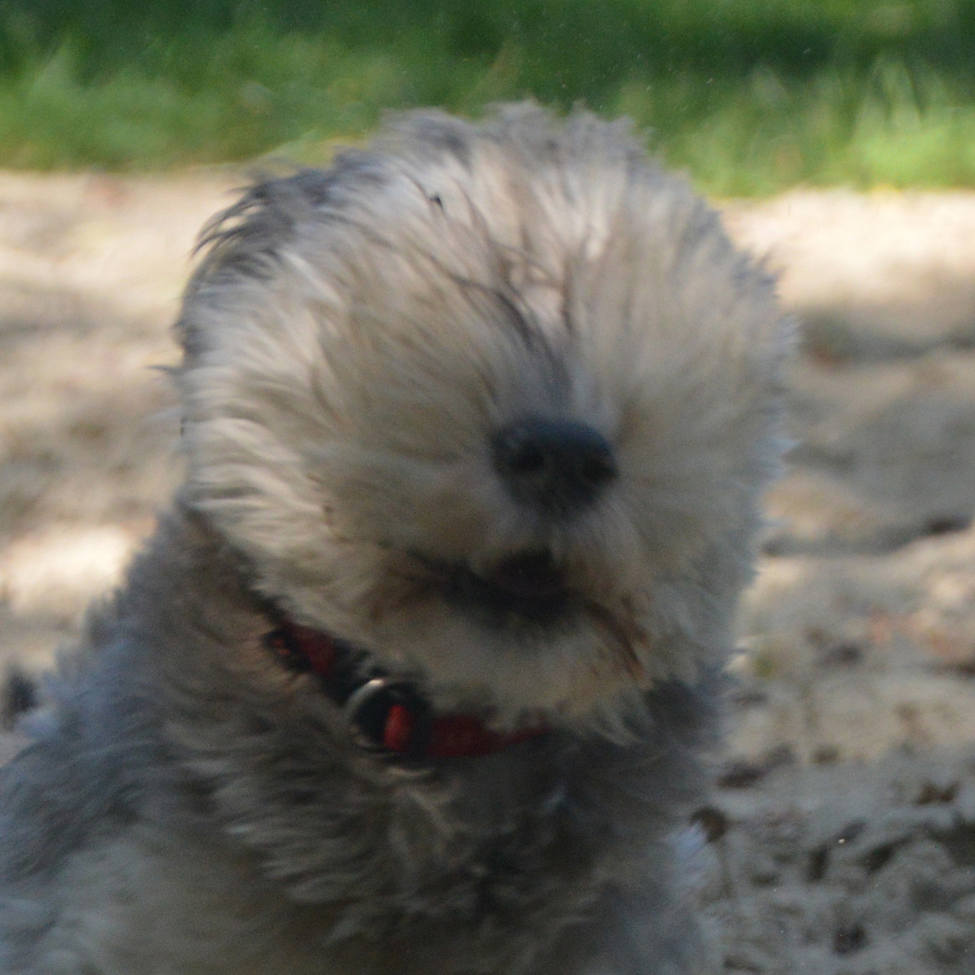Psie Portrety – Murka: pies twarzowy