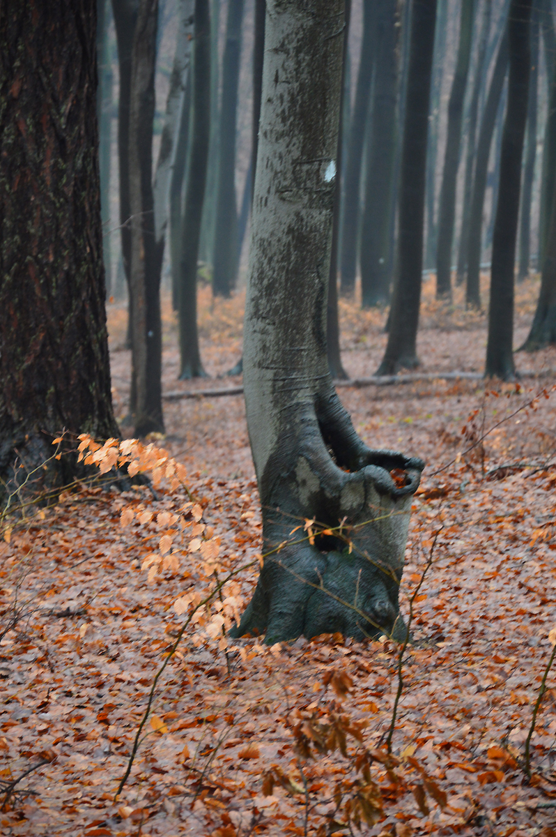 Wąwóz Żarski – drzewne indywidualności